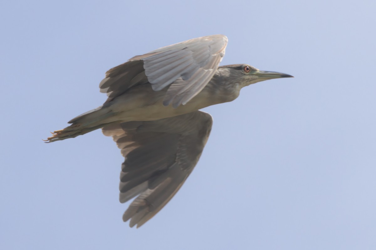 Black-crowned Night Heron - ML638301525