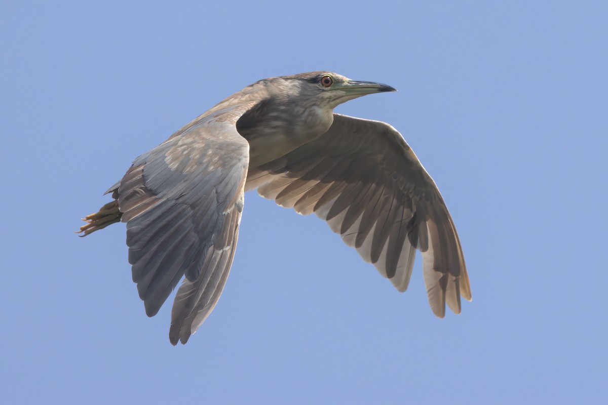 Black-crowned Night Heron - ML638301526
