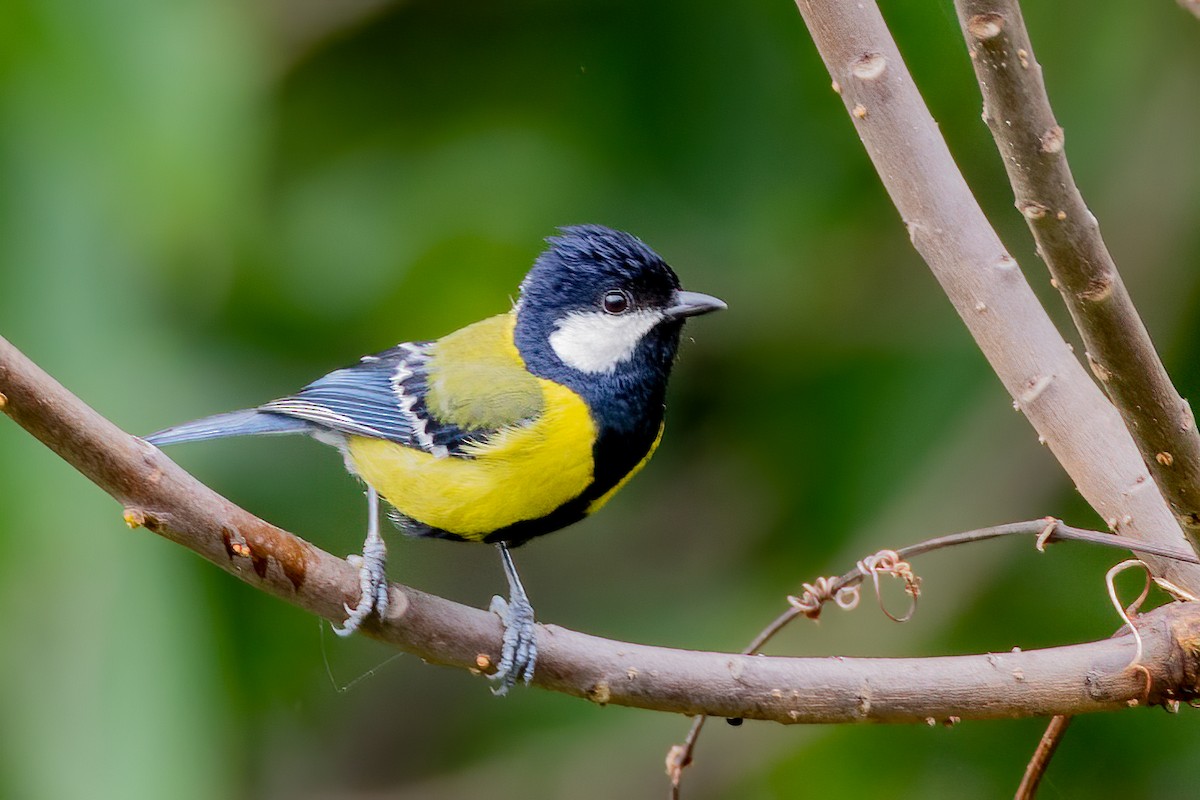 Green-backed Tit - ML638301547