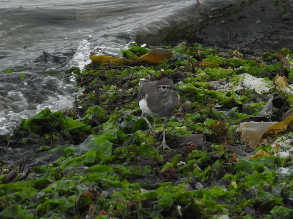 Common Sandpiper - ML638301574