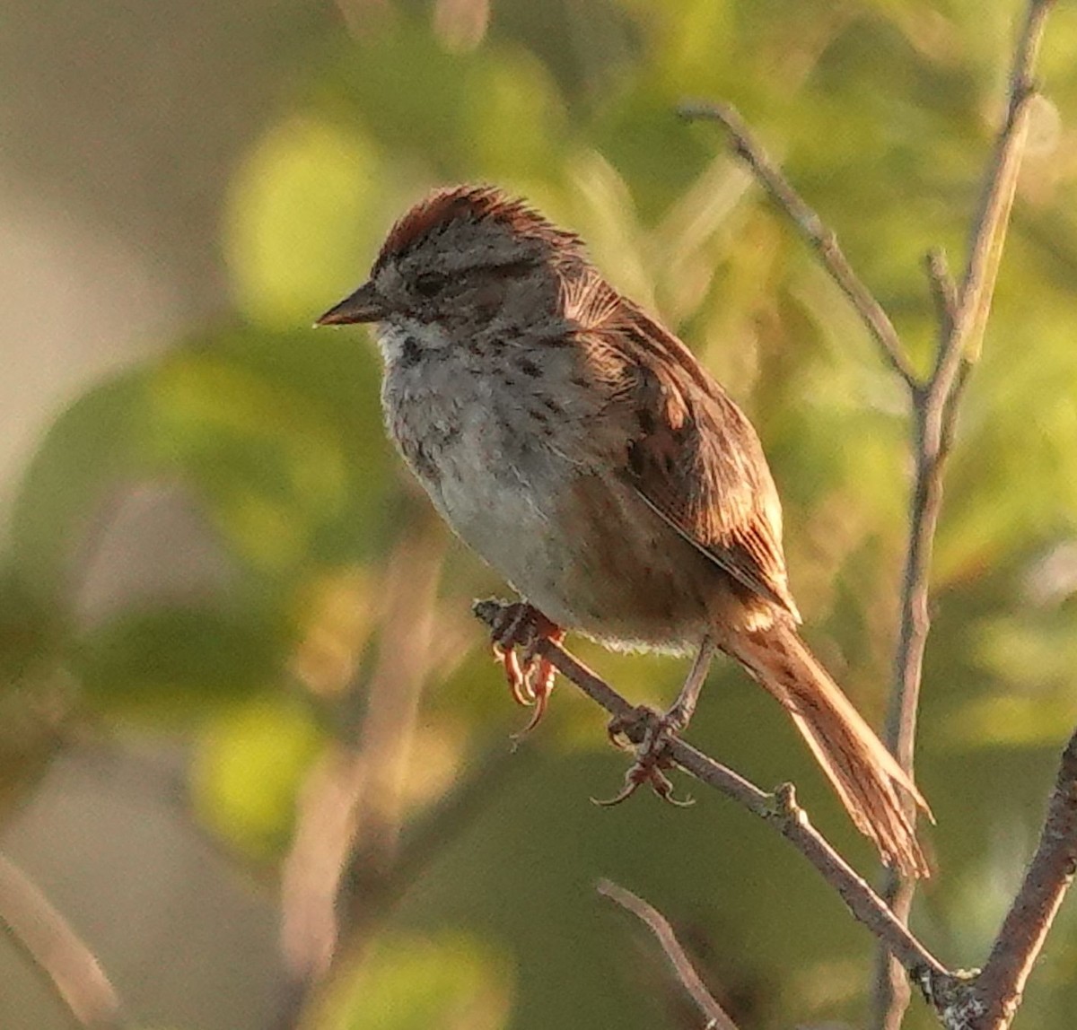Swamp Sparrow - ML638301576