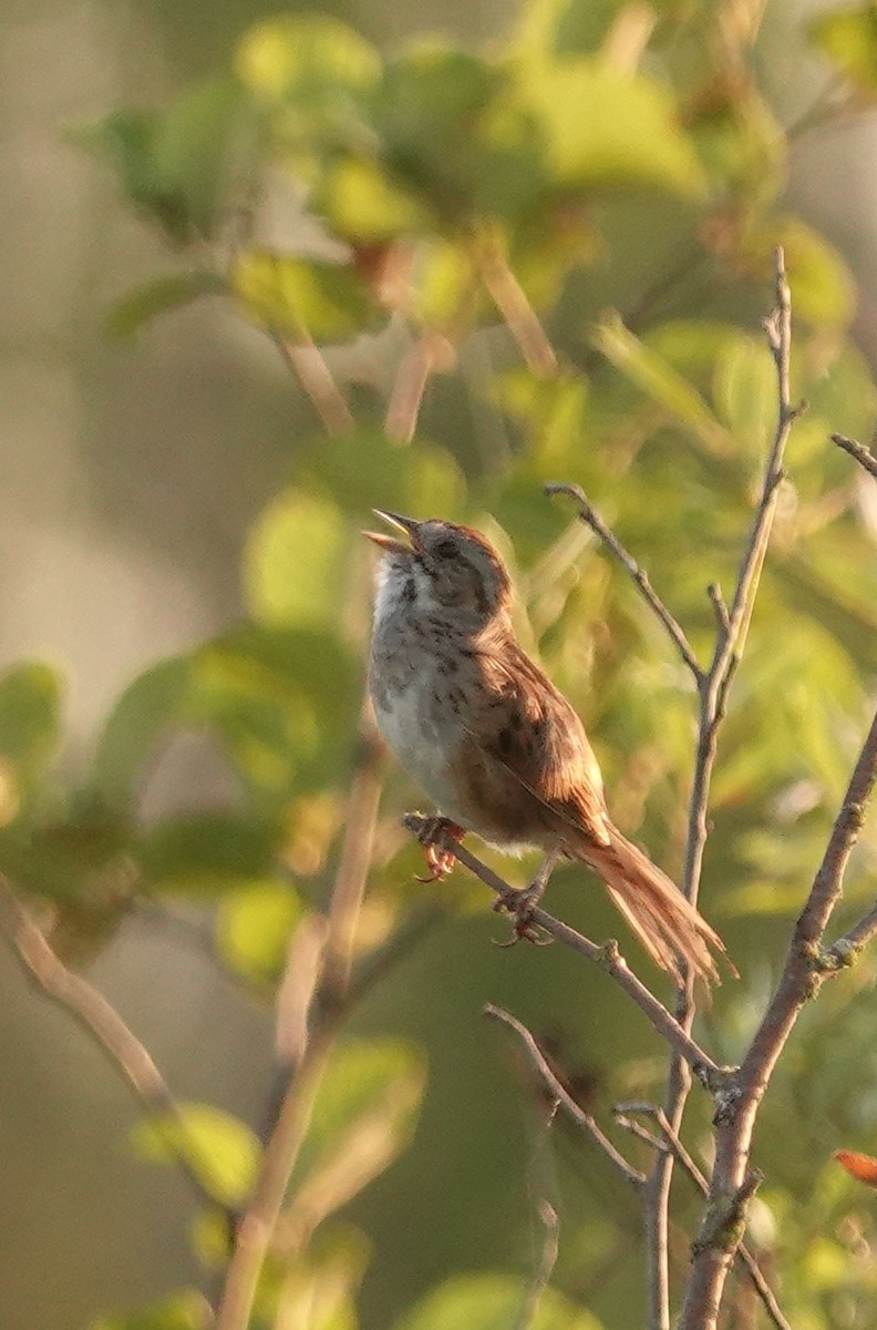 Swamp Sparrow - ML638301577