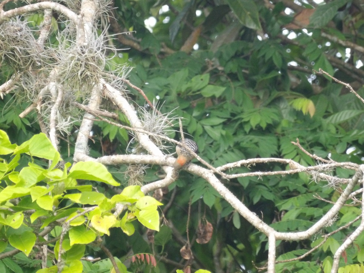 Red-crowned Woodpecker - ML638301578