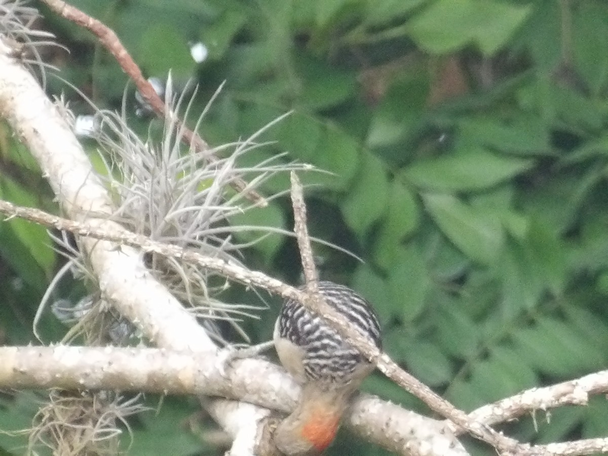 Red-crowned Woodpecker - ML638301579