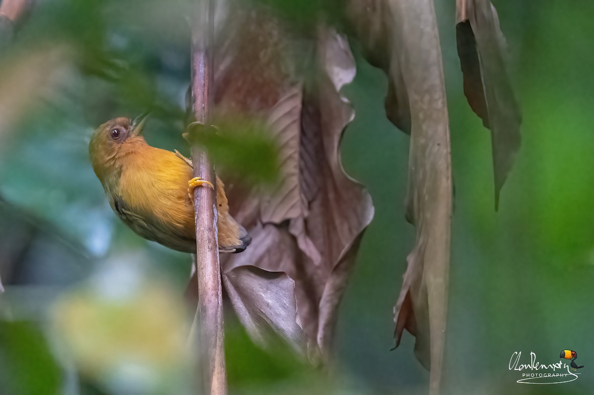 Rufous Piculet - ML638301585