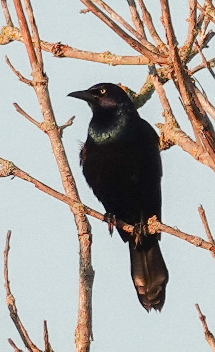 Mor Kiskal (versicolor) - ML638301599