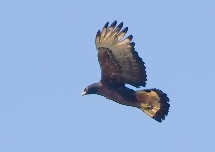 Águila Poma - ML638301607