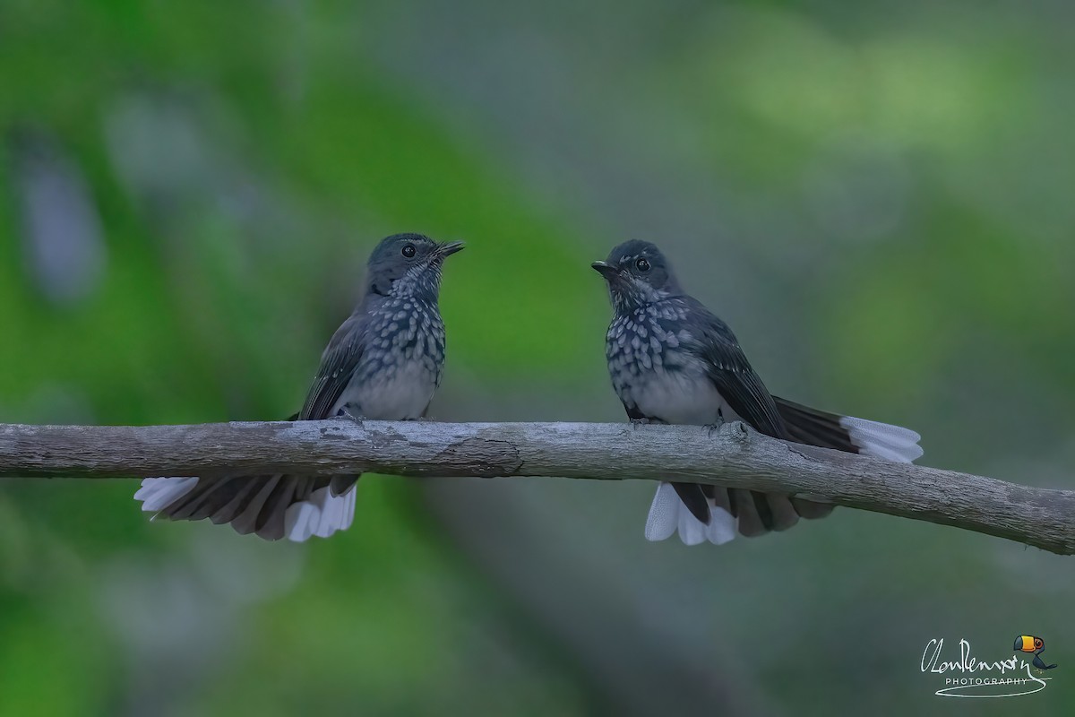 Spotted Fantail - ML638301617