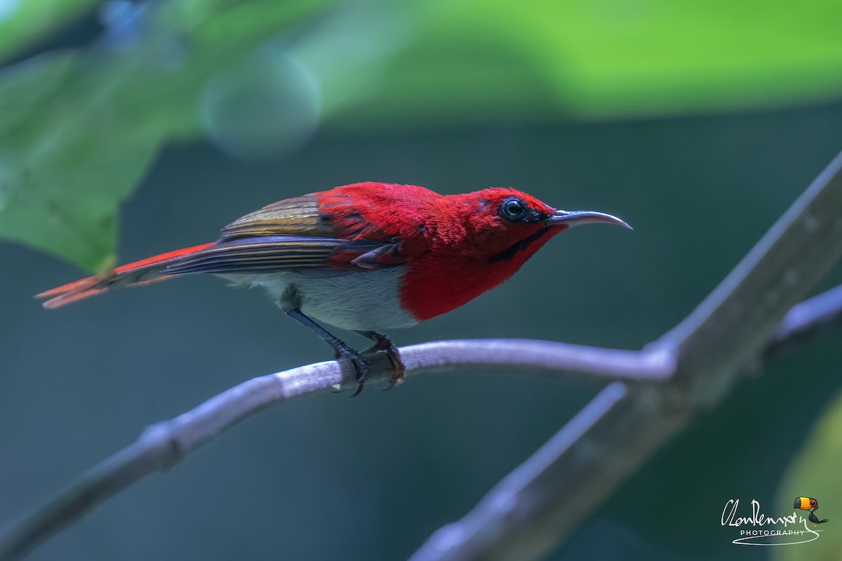 Temminck's Sunbird - ML638301625
