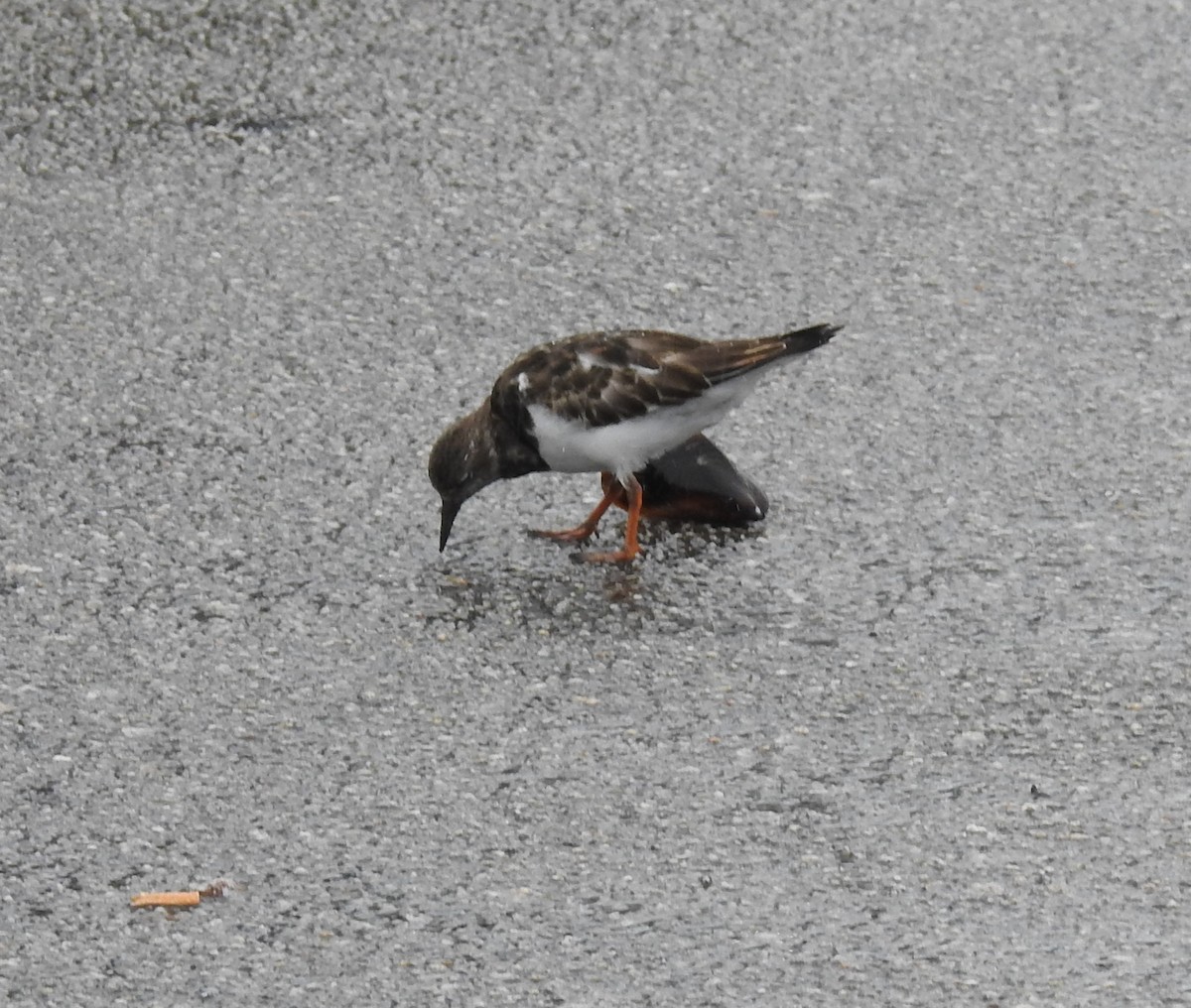 Ruddy Turnstone - ML638301626