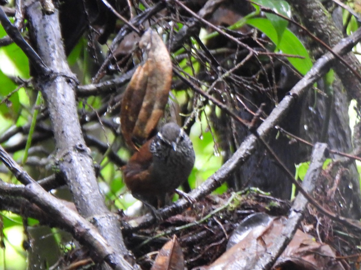 Gray-breasted Wood-Wren - ML638301628