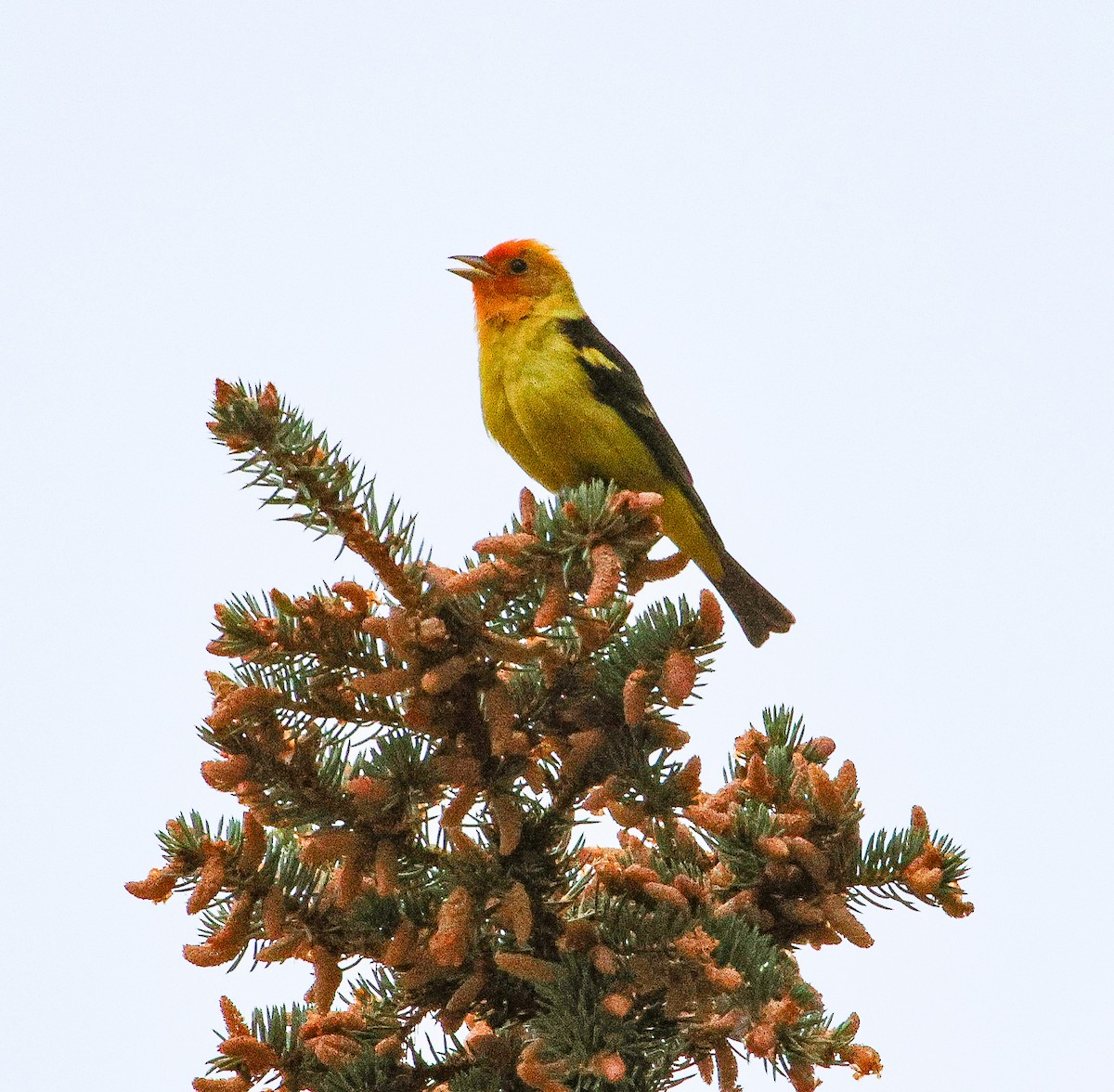 Western Tanager - ML638301630