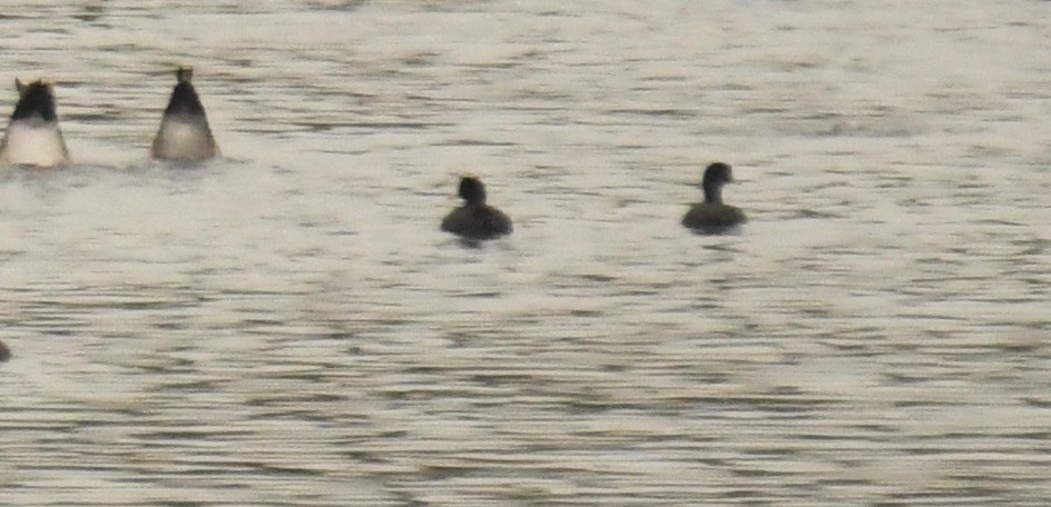 American Coot - ML638301631