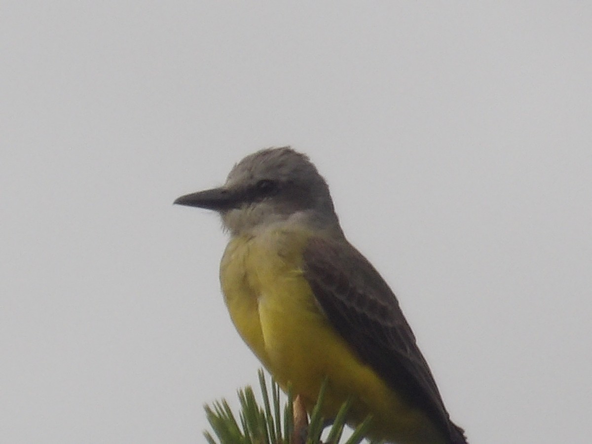 Tropical Kingbird - ML638301636