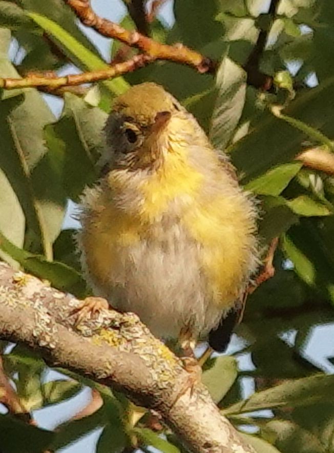 Yellow Warbler (Northern) - ML638301638