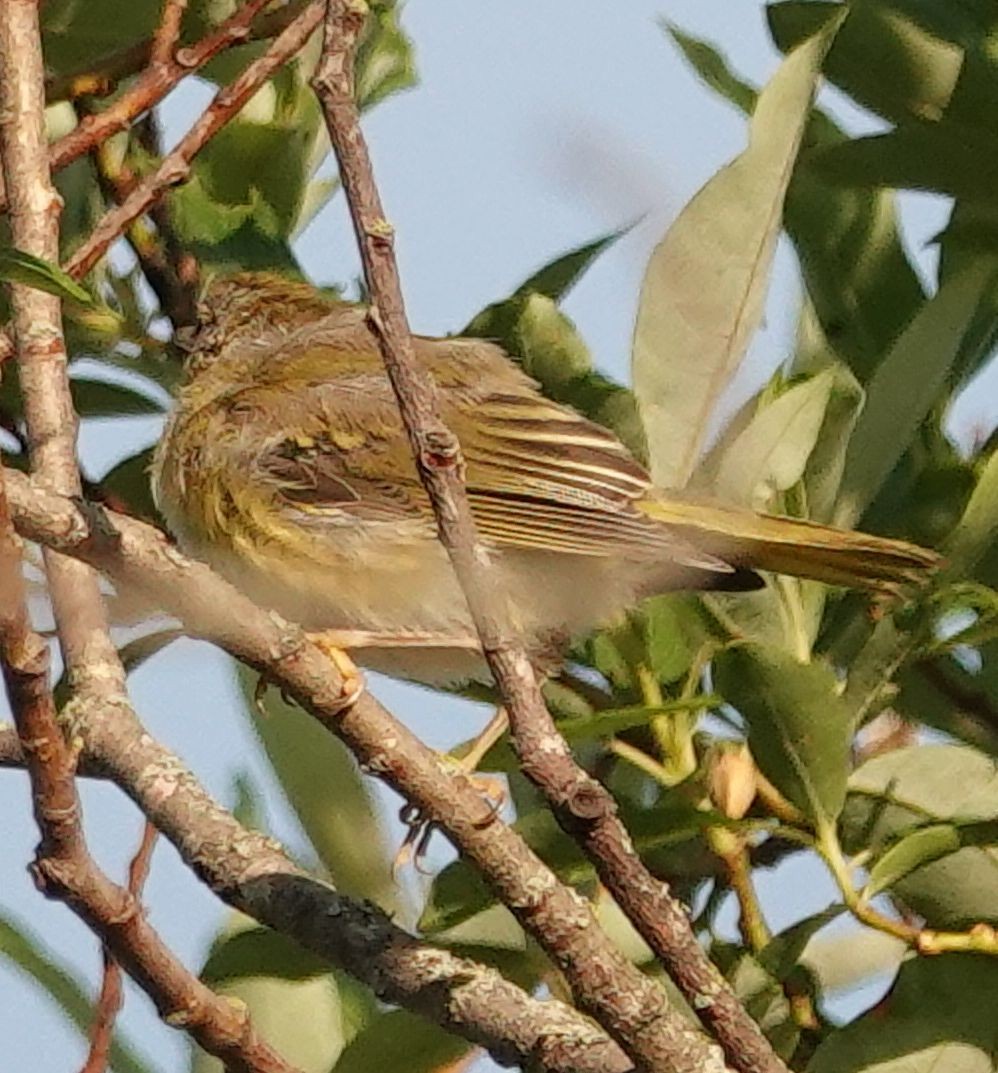 Yellow Warbler (Northern) - ML638301639
