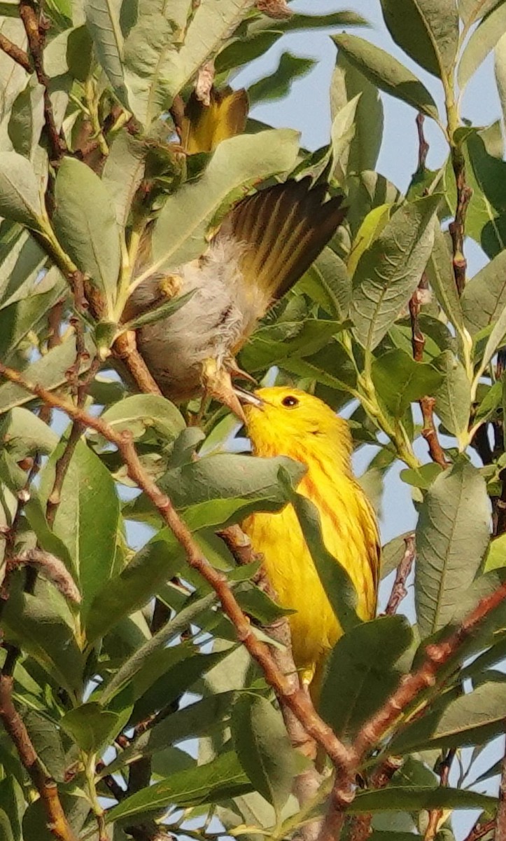 Yellow Warbler (Northern) - ML638301641