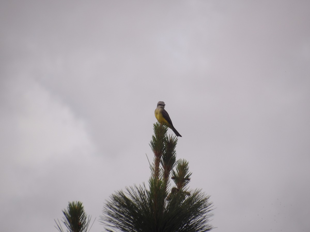 Tropical Kingbird - ML638301647