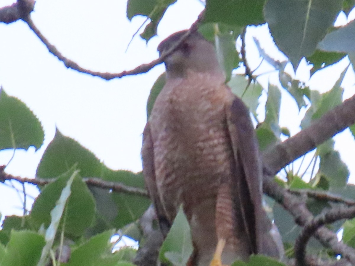 Cooper's Hawk - ML638301655