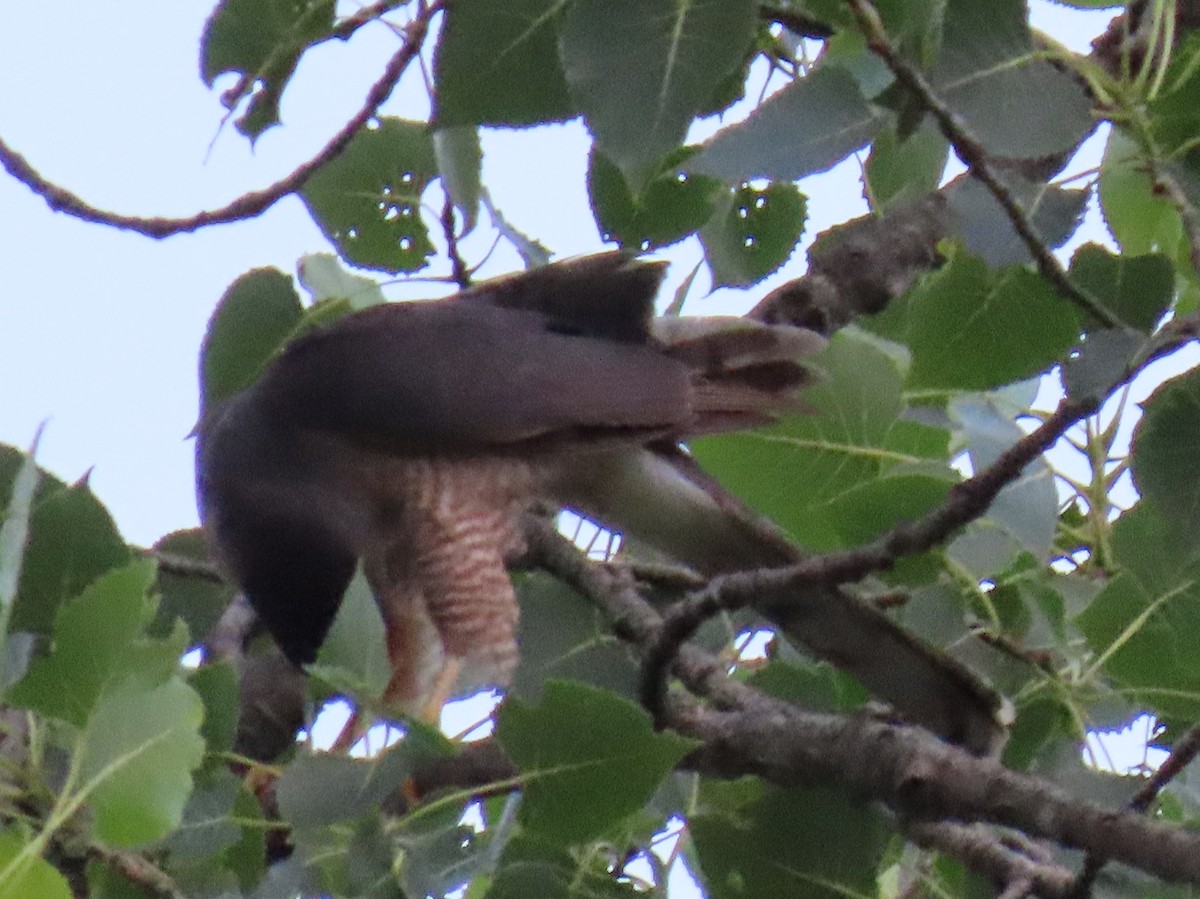 Cooper's Hawk - ML638301656