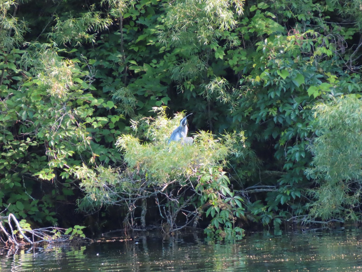 Yellow-crowned Night Heron - ML638301658