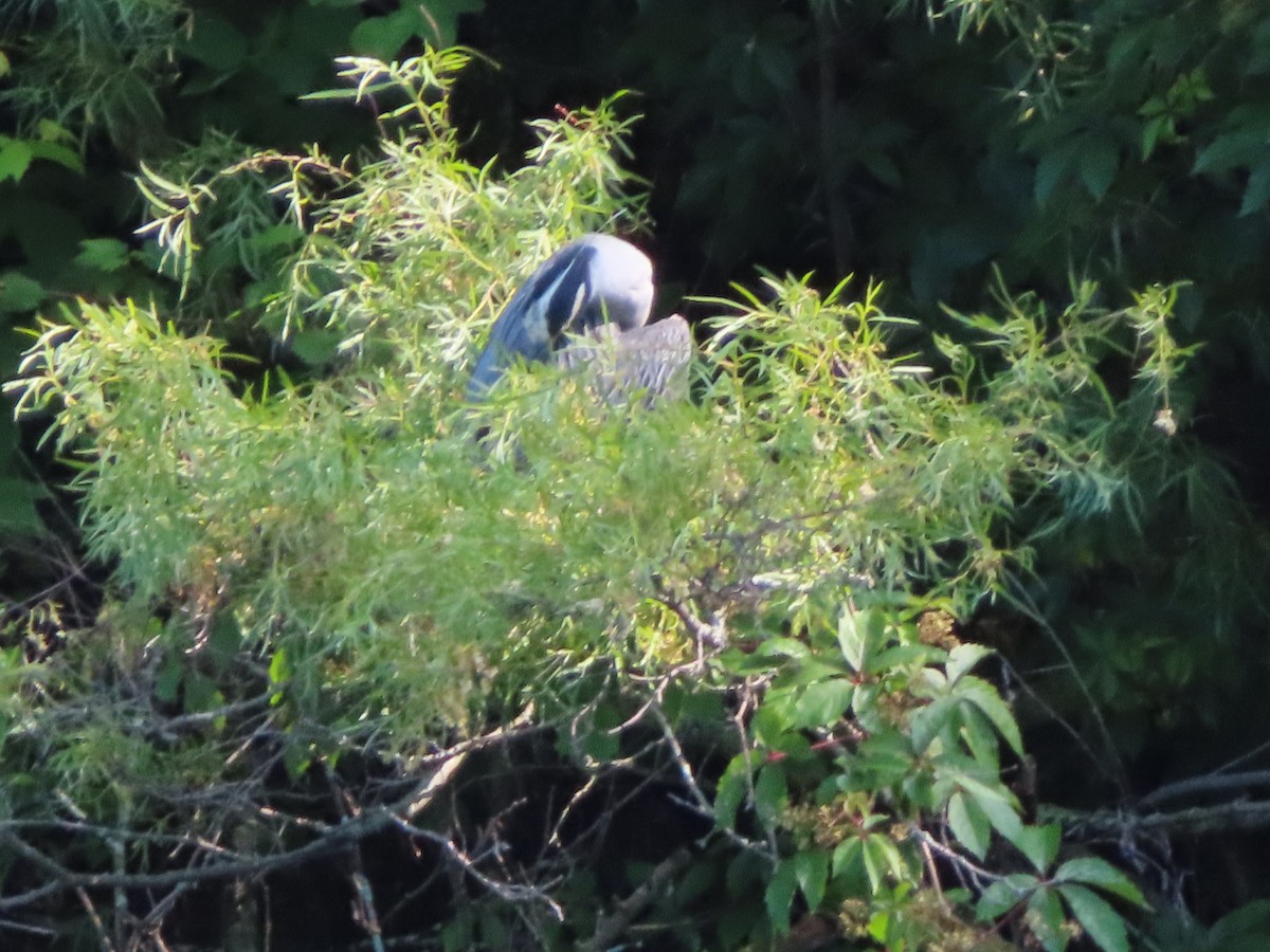 Yellow-crowned Night Heron - ML638301664