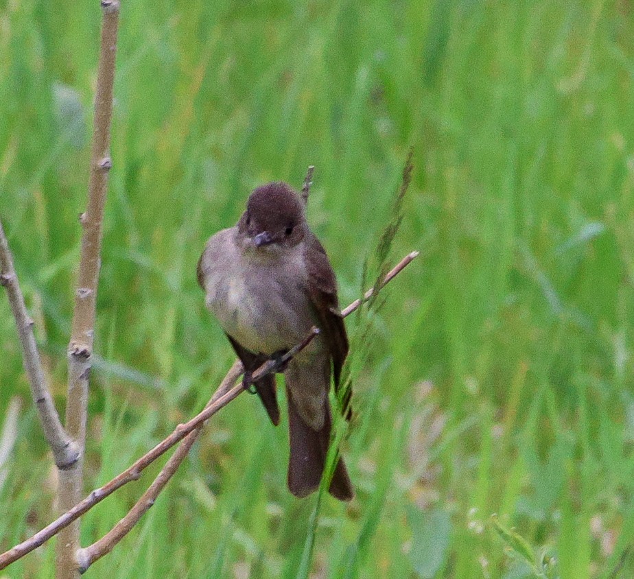 Western Wood-Pewee - ML638301672