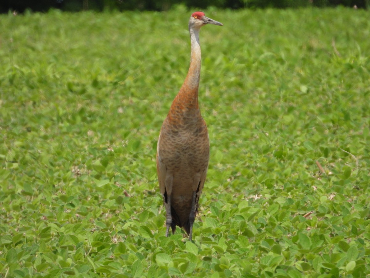 Sandhill Crane - ML638301680