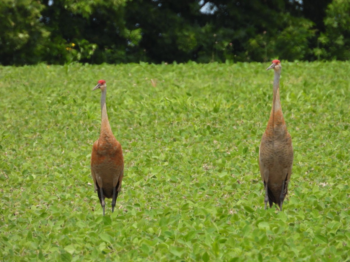 Sandhill Crane - ML638301681