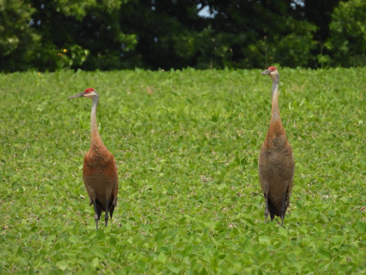Sandhill Crane - ML638301682