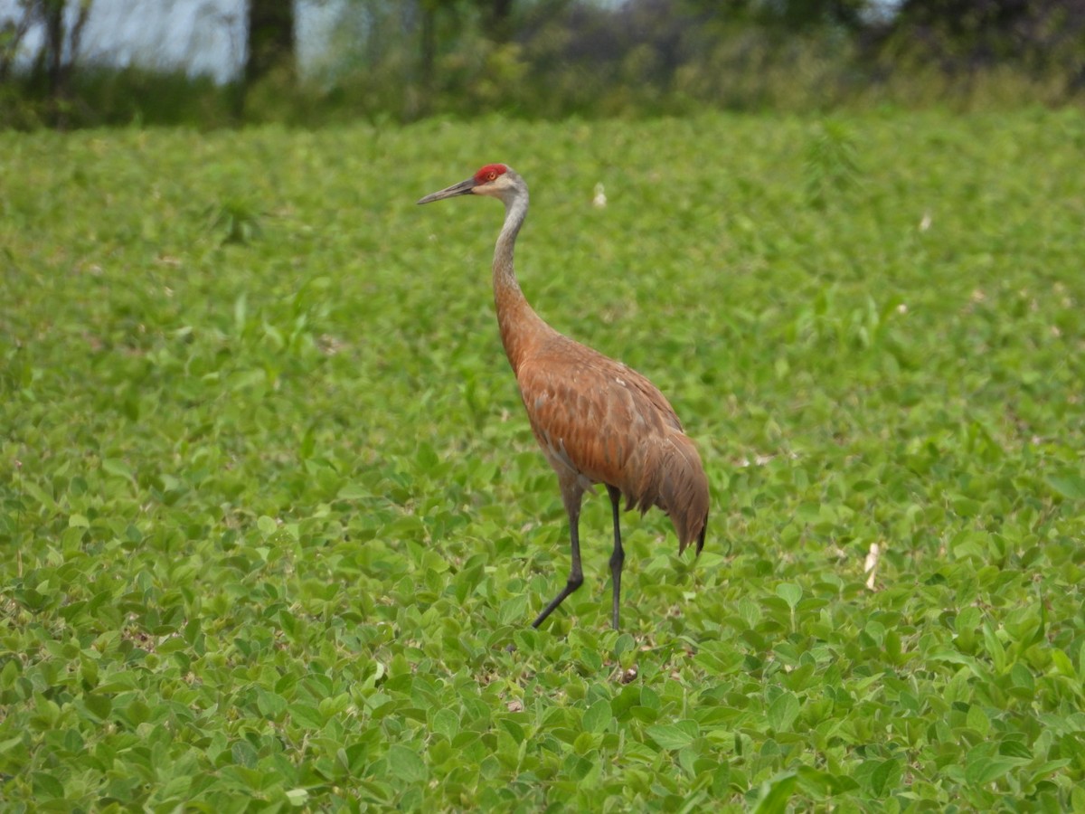 Sandhill Crane - ML638301685