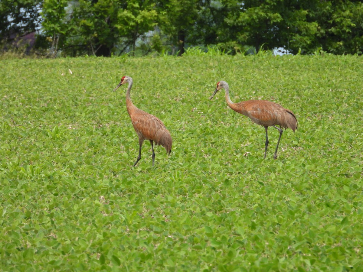 Sandhill Crane - ML638301686