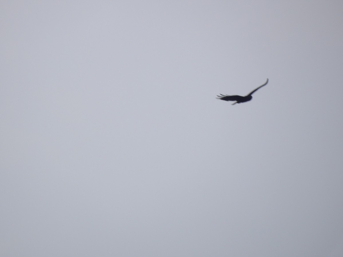 Zone-tailed Hawk - ML638301689