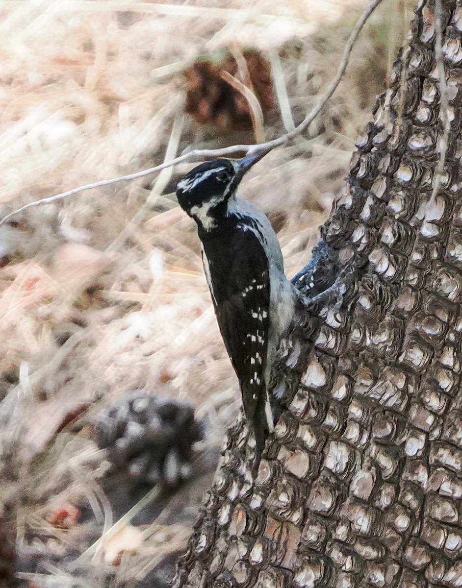 Hairy Woodpecker - ML638301690