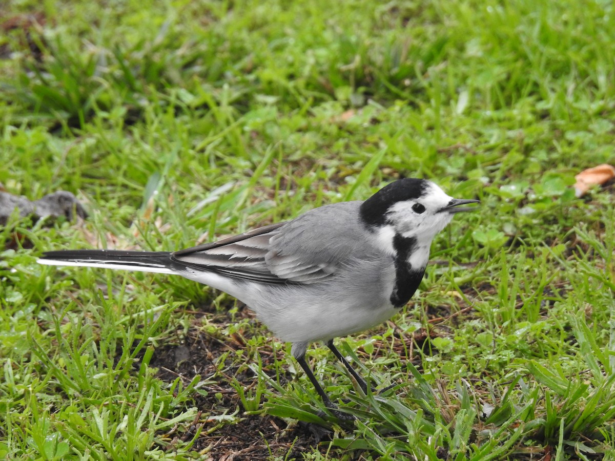 White Wagtail - ML638301695