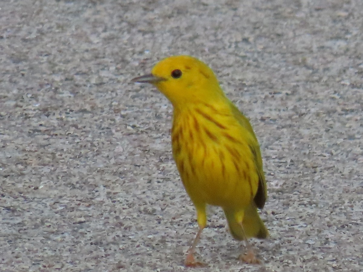 Yellow Warbler - ML638301696