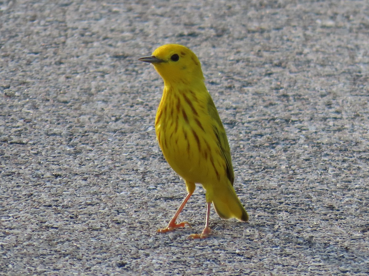 Yellow Warbler - ML638301698