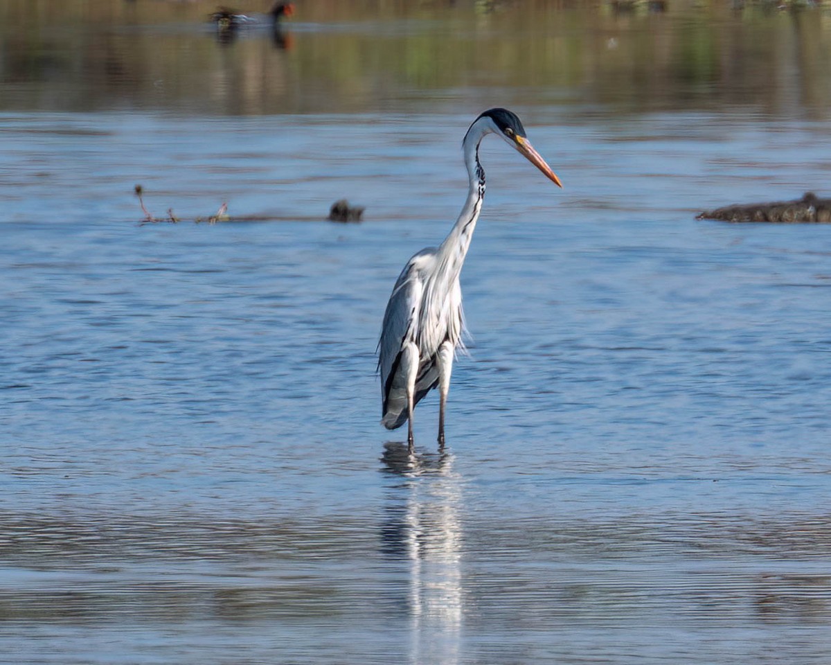 Cocoi Heron - ML638301705