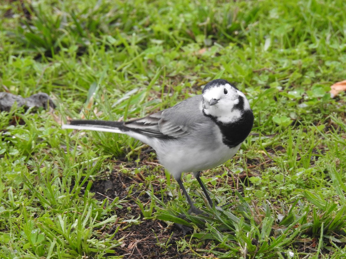 White Wagtail - ML638301706