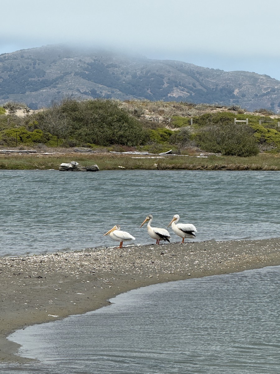 American White Pelican - ML638301707