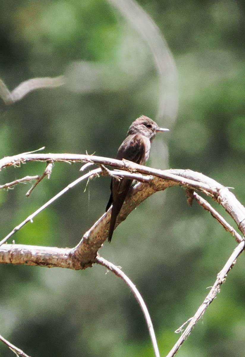 Western Wood-Pewee - ML638301717