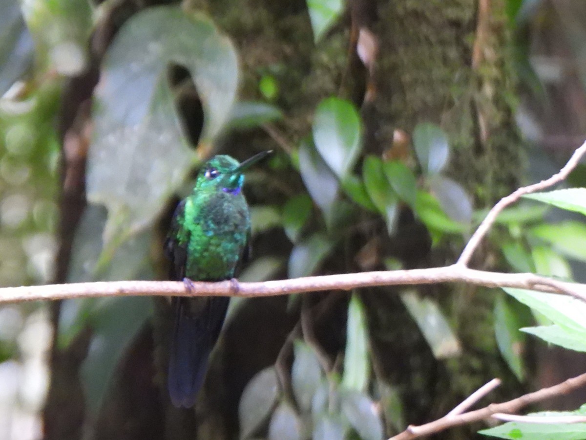 Green-crowned Brilliant - ML638301718