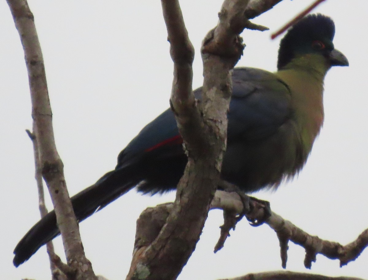 Purple-crested Turaco - ML638301732