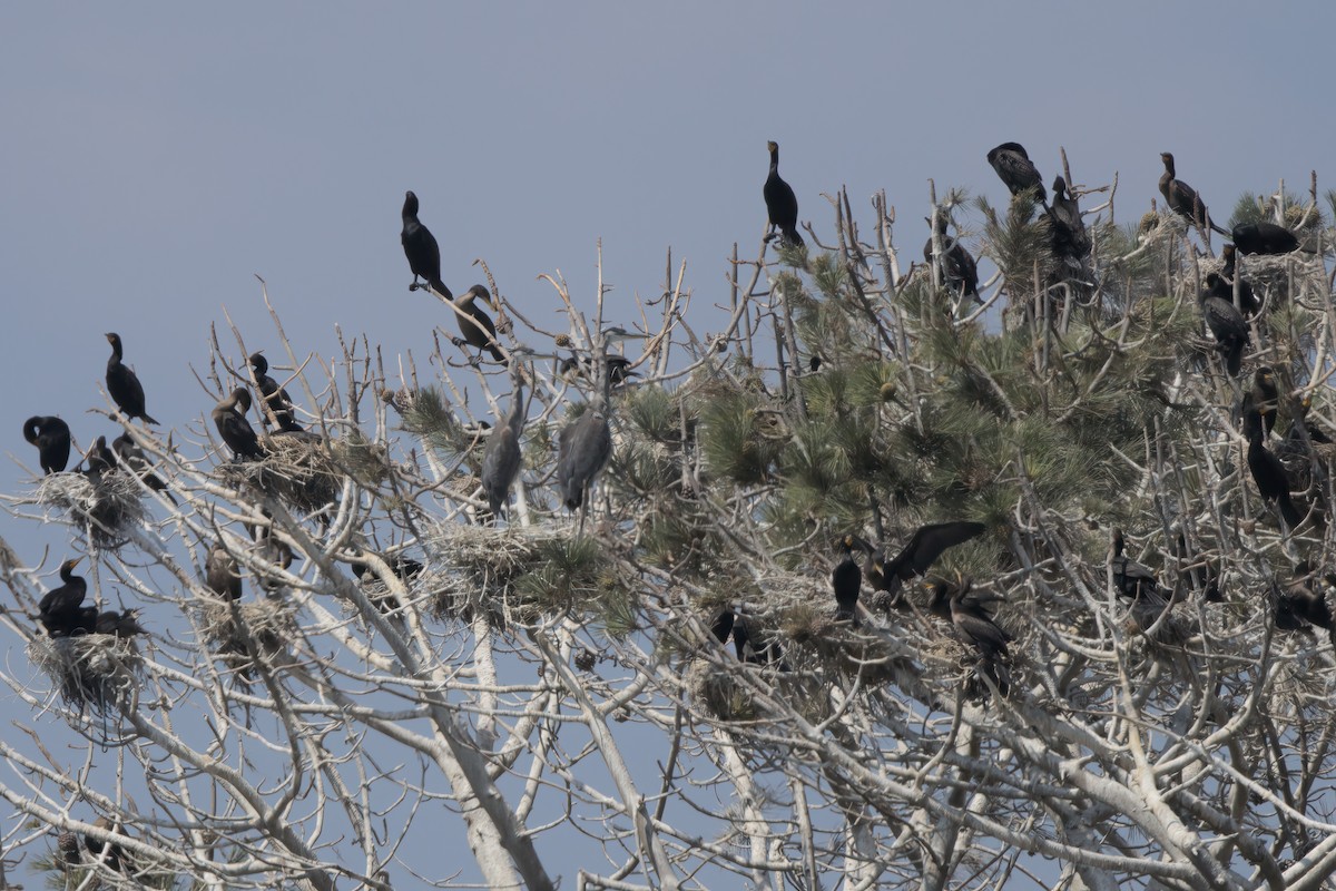 Cormorán Orejudo - ML638301733