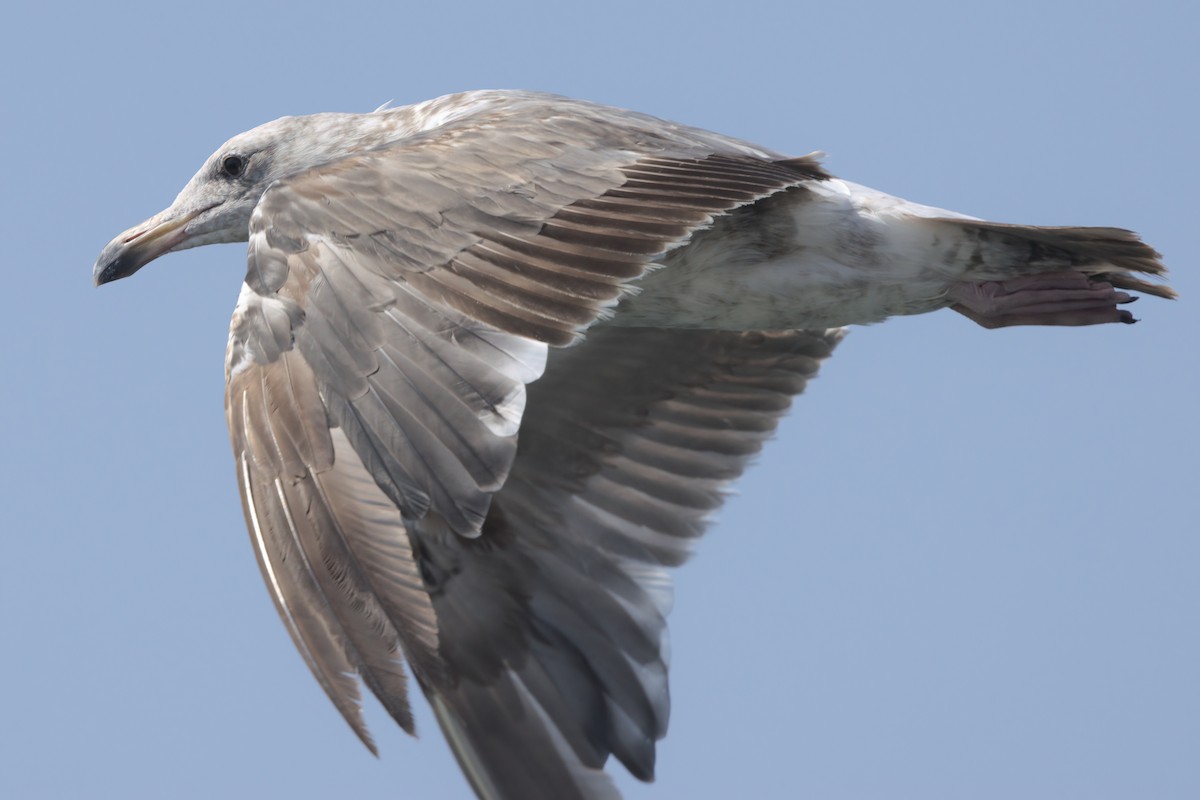 Gaviota Occidental - ML638301735