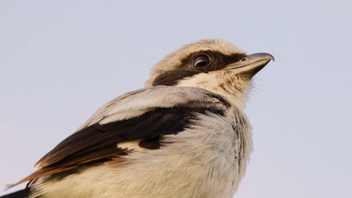 Loggerhead Shrike - ML638301741