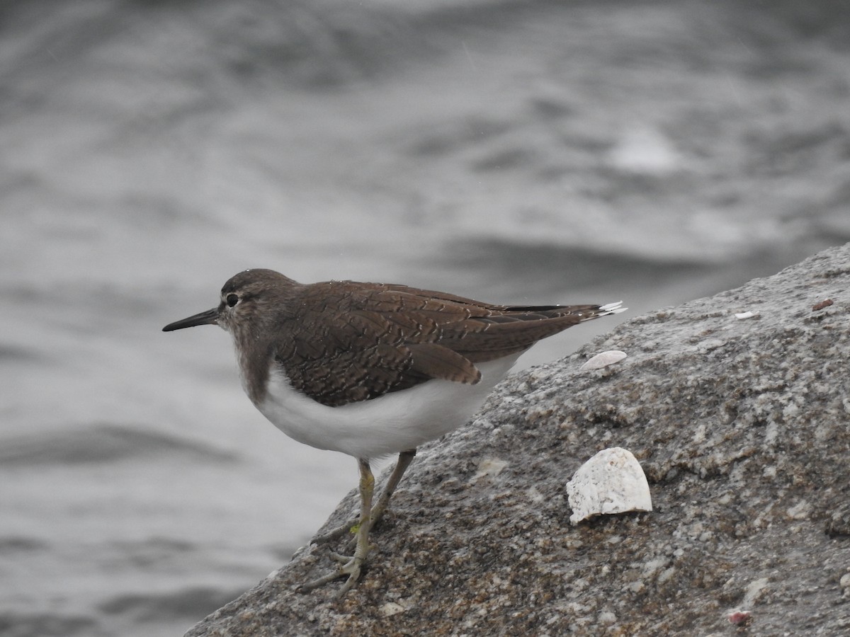 Common Sandpiper - ML638301754