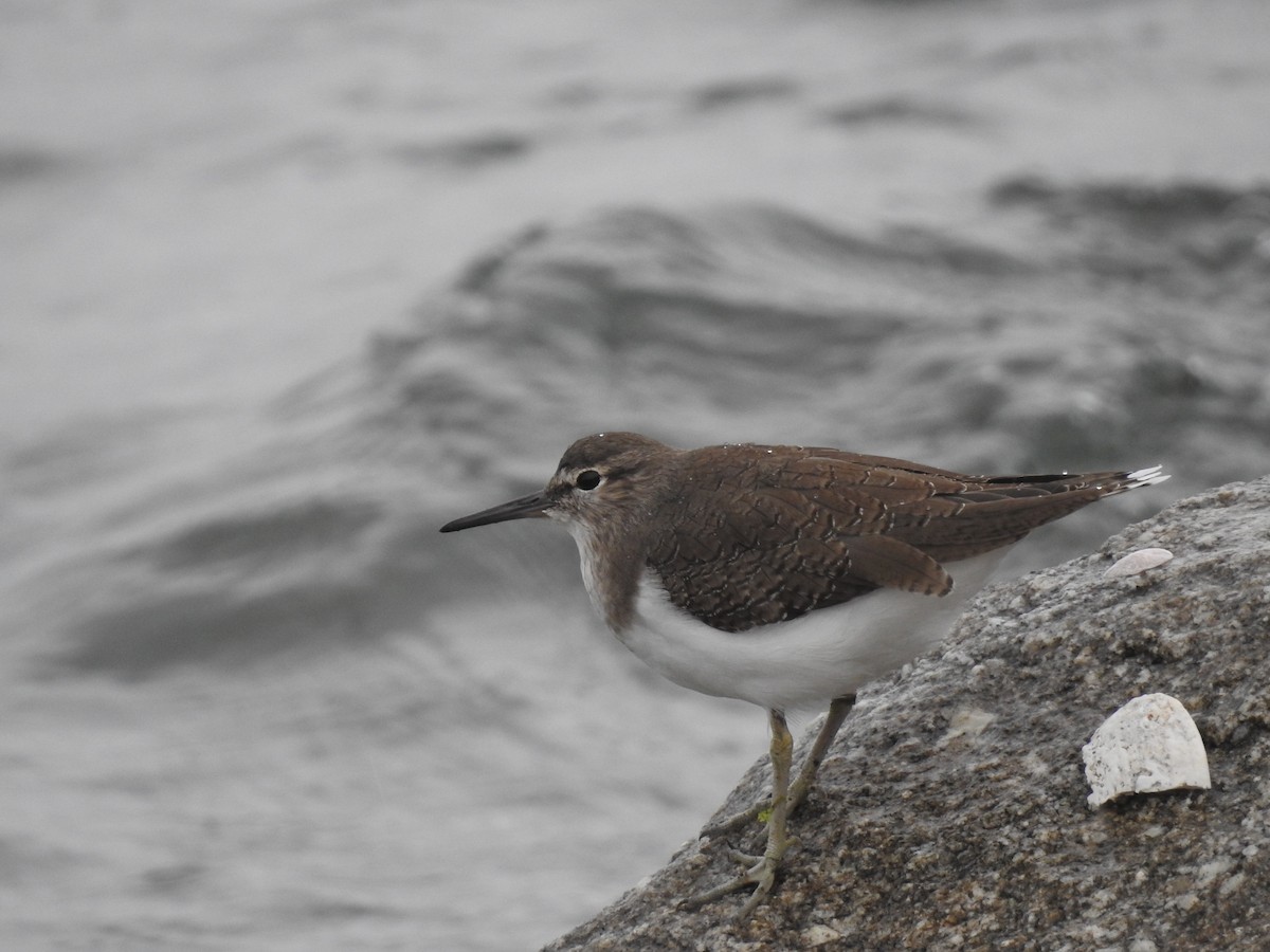 Common Sandpiper - ML638301765