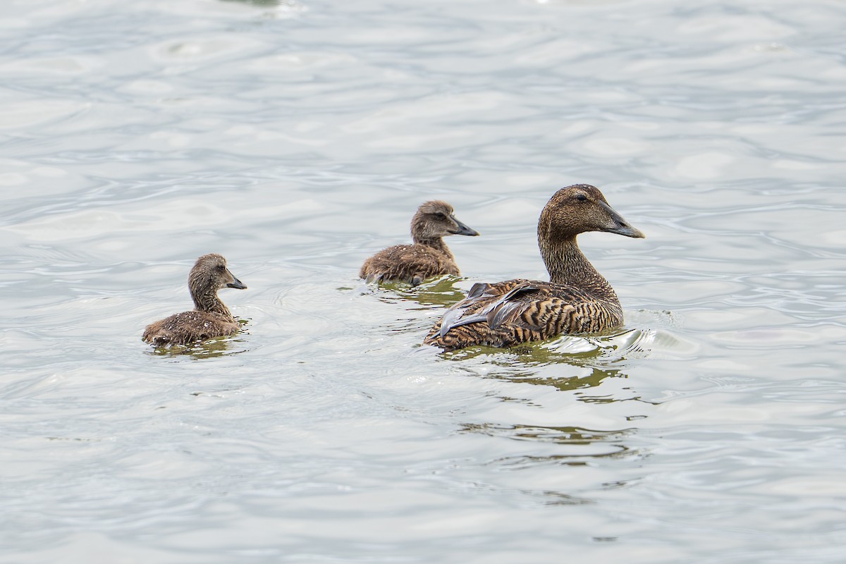 Common Eider - ML638301766
