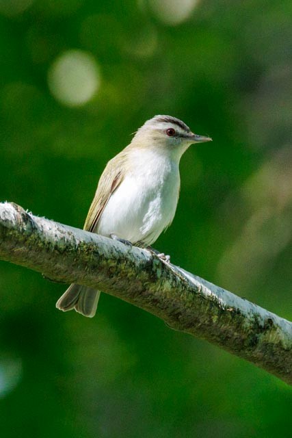 Red-eyed Vireo - ML638301768